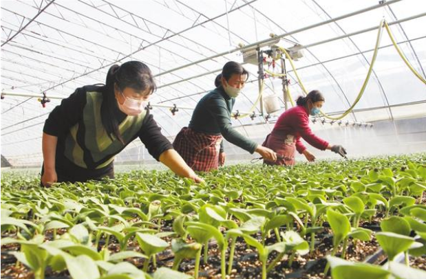 扶溝：全力確?！安嘶@子”種苗供應(yīng)