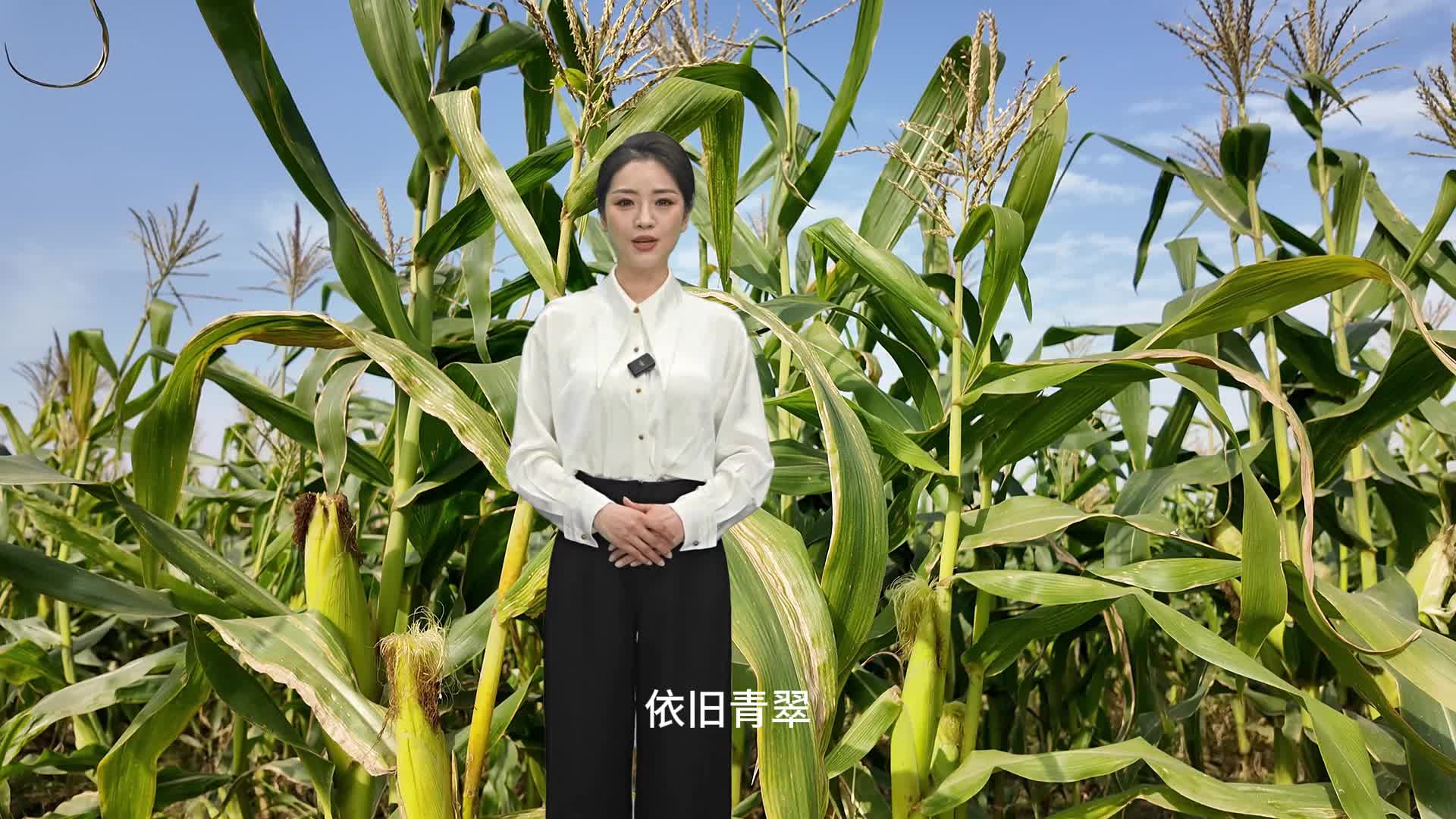 每年可以種三季，冬天成熟的玉米你見過嗎？