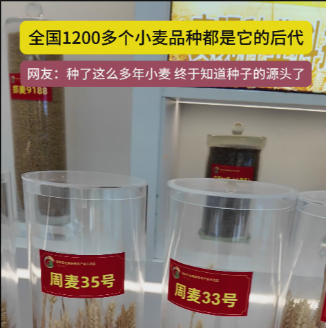 周口國(guó)家農(nóng)高區(qū)展示的種子資源，全國(guó)1200多個(gè)小麥品種都是它的后代!